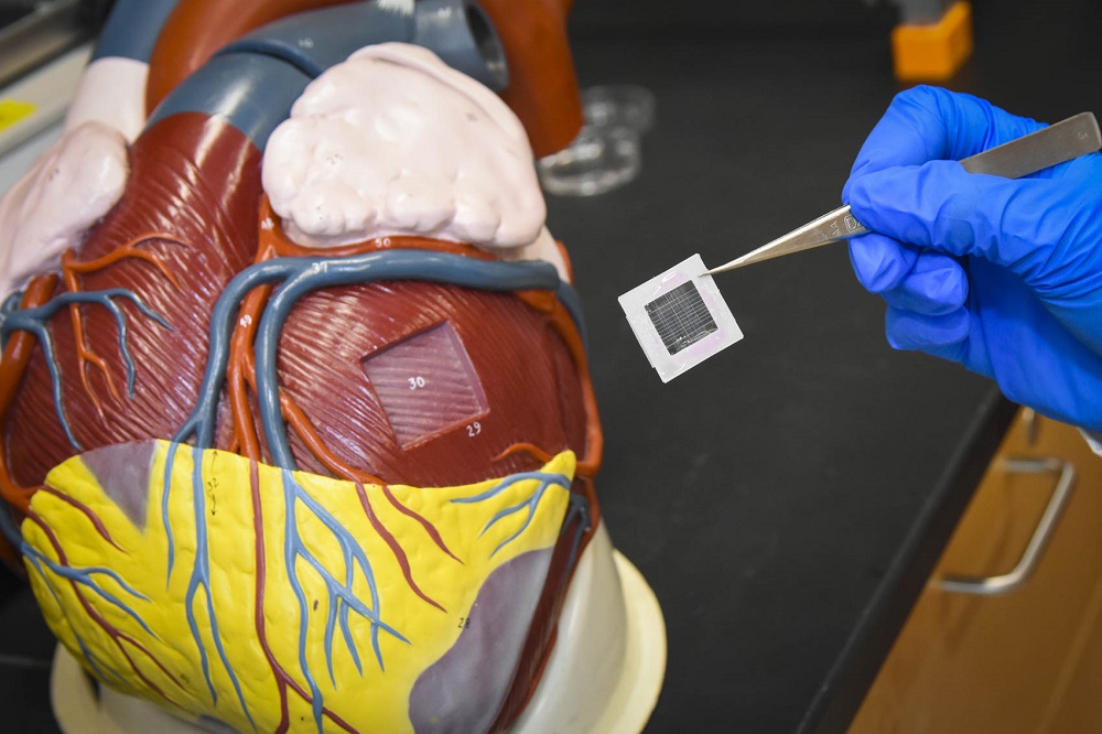 NIH funds WPI Project to Develop a Heart Muscle Patch